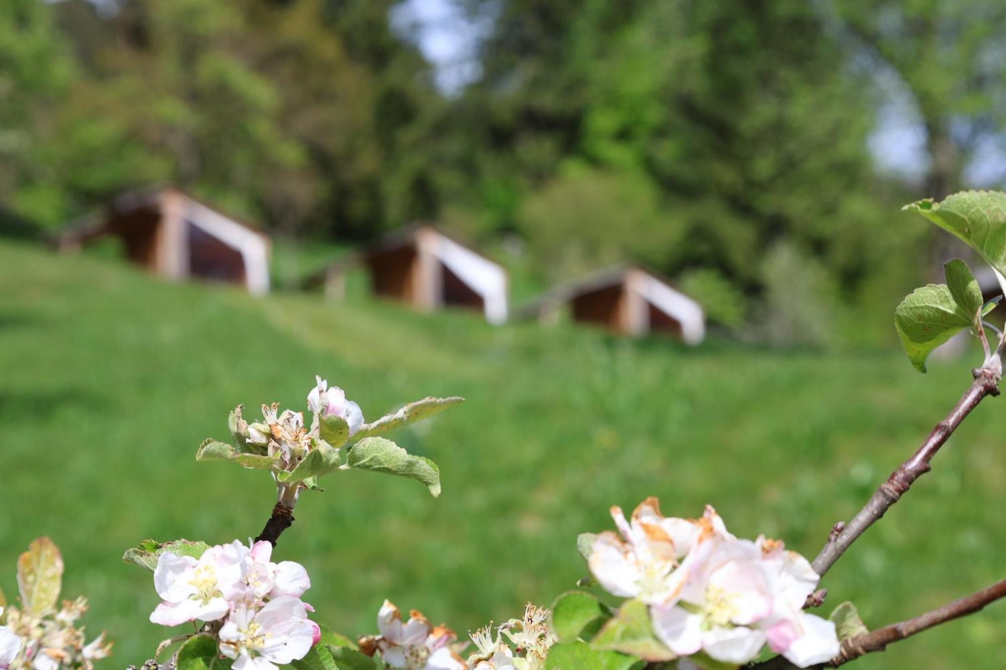 Villa Mountain View Glamping à Dovje Extérieur photo