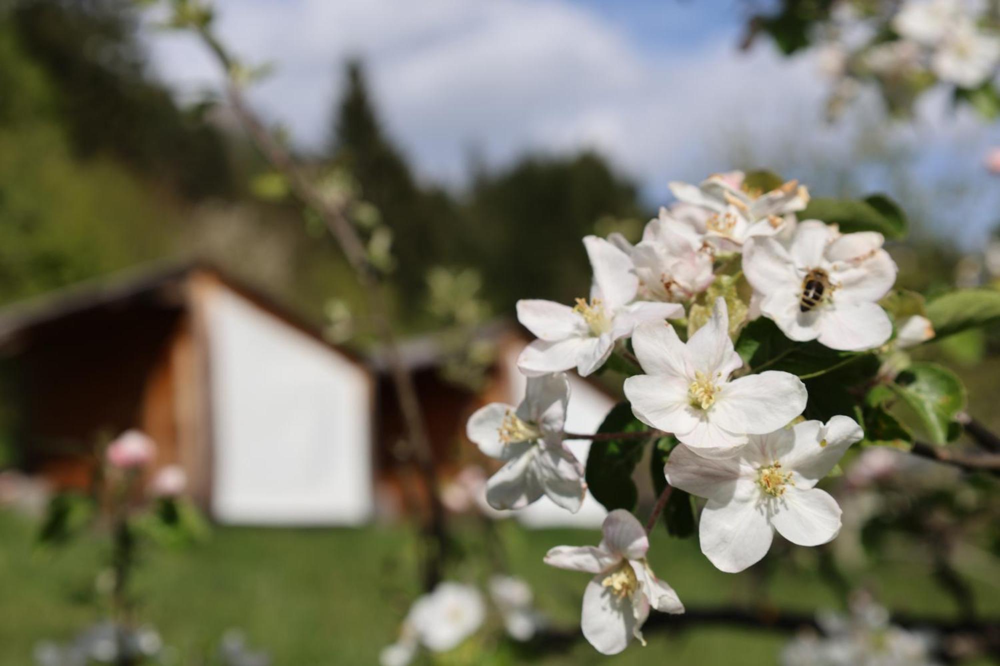 Villa Mountain View Glamping à Dovje Extérieur photo